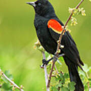 Male Red-winged Blackbird Poster