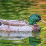 Mallard Poster