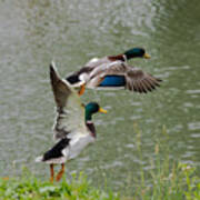 Mallard Drakes Poster