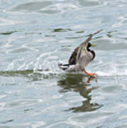 Mallard Duck Sticks His Landing Poster