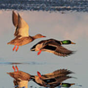 Mallard Ducks In Flight Poster