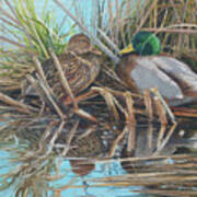 Mallards At Rithet's Bog Poster