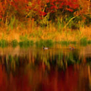 Mallards Through Reflection Of  Fall Colors Poster