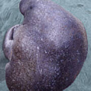 Manatee Seen From Dock- Up Close  2 Poster