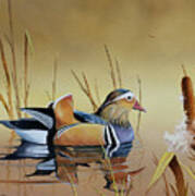 Mandarin Duck Poster