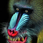 Mandrill Poster