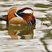 Mandrin Duck Going For A Swim Poster