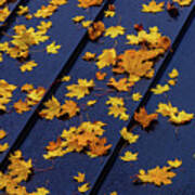 Maple Leaves On A Metal Roof Poster