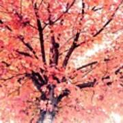 Maple Tree In Fall Poster