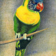 Marigold Lorikeet Poster