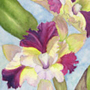 Colorful Cattleya Orchid Poster