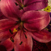 Marsala Lily Poster