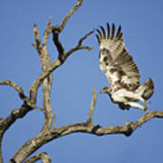 Martial Eagle In South Africa Poster