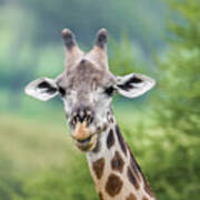 Masai Giraffe Portrait Poster