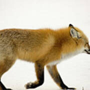 Mature Red Fox In Snowy Field In Yellowstone National Park, Wyom Poster