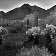 Mcdowell Mountains Black And White Poster