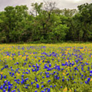 Mckinney Falls Bloom Poster