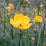 Meadow Buttercup Poster