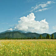 Meadow Of Sunflowers And The San Francisco Peaks Poster