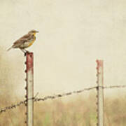 Meadowlark On A Post Poster