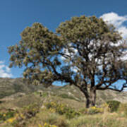 Mediterranean Landscape With Holly Oak Or Holm Oak, Quercus Ilex Poster