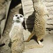 Meerkats Standing Upright Poster