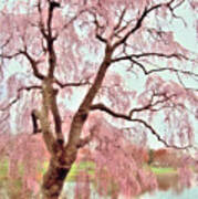 Meet Me Under The Pink Blooms Beside The Pond - Holmdel Park Poster