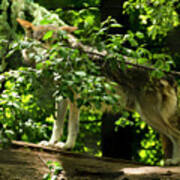 Mexican Grey Wolf At Attention Poster