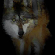 Mexican Grey Wolf Da2 Poster