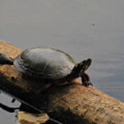 Michigan Painted Turtle Poster