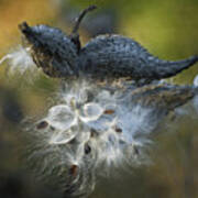 Milkweed Poster