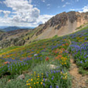 Mineral Basin Wildflowers Poster