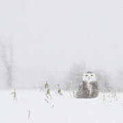 Miss Snowy Owl And Her Snowflakes Poster