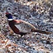 Missouri  Pheasant Poster