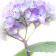 Misty Hydrangea Flower Poster