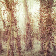 Misty Morning Winter Forest Poster