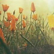Misty Poppies Poster