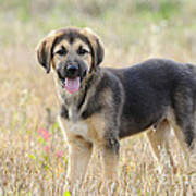 Mixed-breed Puppy Poster