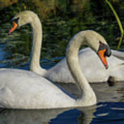 Mom And Papa Swan Poster