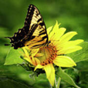Tiger Swallowtail And Sunflower Poster