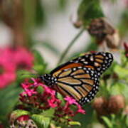 Monarch Butterfly On Fuchsia Poster