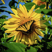 Male Eastern Tiger Swallowtail - Papilio Glaucus And Sunflower Poster