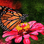 Monarch Butterfly Dreamer Poster