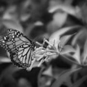 Monarch Butterfly In Black And White Poster