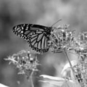 Monarch Butterfly In Bw Poster