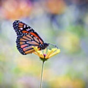 Monarch Butterfly -  In The Garden Poster