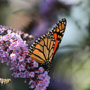 Monarch Butterfly On A Purple Butterfly Bush Poster