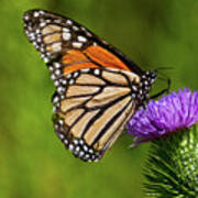 Monarch Butterfly On A Thistle Poster