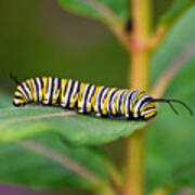 Monarch Caterpillar On Milkweed Poster