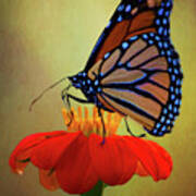 Monarch On A Mexican Sunflower Poster